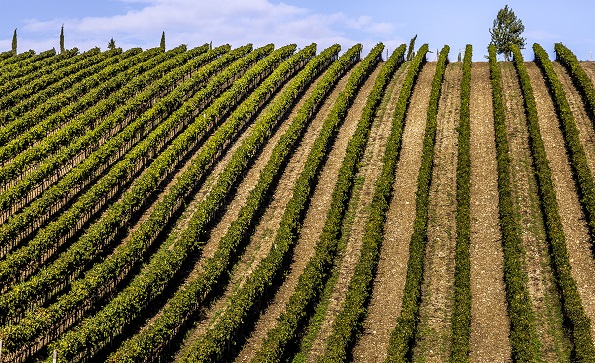 Frescobaldi - Tenuta Perano